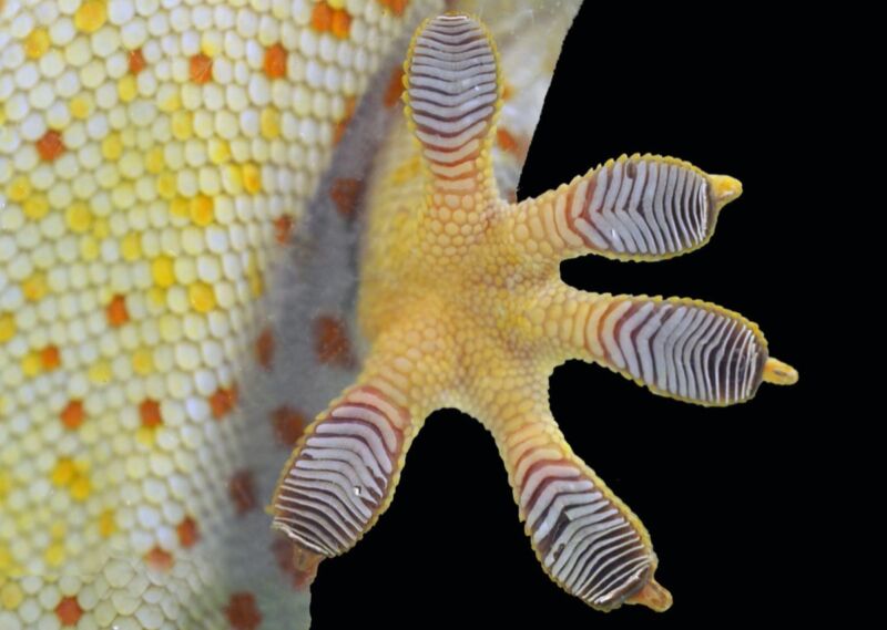 Close-up of Tokai gecko toe pads.  They have many small hairs on each foot called hairs, each of which is divided into hundreds of smaller hairs called spatulas.  These help increase contact with the surface. 