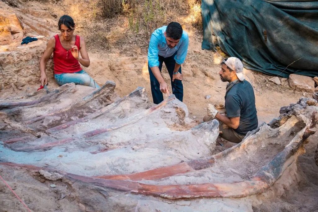 A man working in his backyard in Pombal, Portugal, in 2017, came across some fossils, which led to the discovery of a huge dinosaur skeleton. 