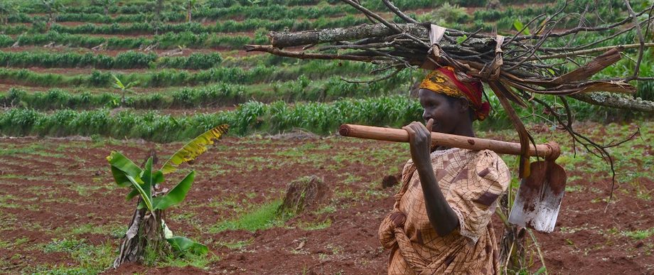 Financial support from Japan for the Burundian agricultural sector