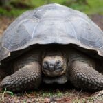 Technological Advancements in Tortoise Tracking and Monitoring