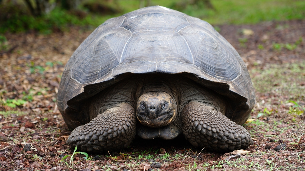 Technological Advancements in Tortoise Tracking and Monitoring